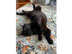 Adopt Pepsi a All Black Domestic Shorthair (short coat) cat in Medford