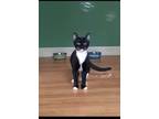 Adopt Inga a Black & White or Tuxedo Domestic Shorthair (short coat) cat in