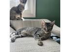 Adopt Ivan a Brown Tabby Domestic Shorthair (short coat) cat in Jackson