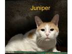 Adopt Juniper a Domestic Short Hair