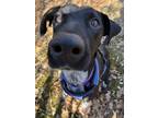 Adopt Dairy Queen (DQ) a Australian Cattle Dog / Blue Heeler, Labrador Retriever