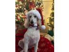 Adopt London a Poodle