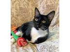 Adopt Stilt a Black & White or Tuxedo Domestic Shorthair / Mixed (short coat)