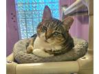 Adopt Roxie a Domestic Shorthair / Mixed (short coat) cat in SHELBY TOWNSHIP