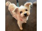 Adopt Sugar *no longer accepting applications* a Yorkshire Terrier