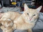 Adopt Garlic X a Domestic Shorthair / Mixed (short coat) cat in Newaygo