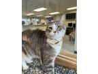 Adopt Bernice a Domestic Short Hair