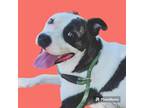 Adopt Parton a American Staffordshire Terrier / Mixed dog in Rockport