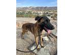 Adopt Ella - located in AZ a Tan/Yellow/Fawn - with Black Belgian Malinois dog