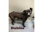 Adopt Dahlia/ Cinder 29625 a Pit Bull Terrier, Mixed Breed