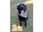 Adopt Iris 29582 a Labrador Retriever