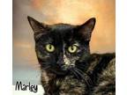 Adopt Marley 29739 a Domestic Short Hair