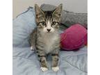 Adopt Dipsie a Brown Tabby Domestic Shorthair / Mixed (short coat) cat in
