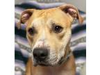 Adopt Luckie a Pit Bull Terrier