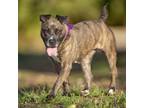 Adopt GIGI a Pit Bull Terrier