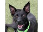 Adopt Pecan a Black Greyhound / Shepherd (Unknown Type) / Mixed dog in Phoenix