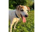 Adopt Bradley -Bailey a Jack Russell Terrier / Mixed dog in Columbia