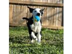 Adopt Hermione a Border Collie, American Staffordshire Terrier
