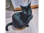 Adopt Farrin a Domestic Short Hair