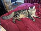 Adopt Cha Cha 4001 a Domestic Mediumhair / Mixed cat in Vista, CA (38455207)