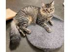 Adopt Salsa 4002 a Domestic Mediumhair / Mixed cat in Vista, CA (38455206)