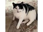 Adopt Mattie a Domestic Short Hair