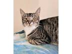 Adopt Rafael a Domestic Shorthair cat in Tracy, CA (38474753)