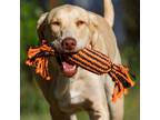 Adopt Oliver a Tan/Yellow/Fawn Labrador Retriever / Mixed dog in St Clair