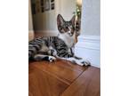 Adopt Belle a Brown Tabby Domestic Shorthair (short coat) cat in Oceanside
