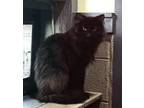 Adopt Nigel a Domestic Mediumhair / Mixed cat in Versailles, KY (38558463)