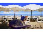 Adopt Rhonda a Brown Tabby Domestic Shorthair / Mixed (short coat) cat in