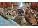 Adopt LaVerne a Brown Tabby Tabby (short coat) cat in Pasadena, CA (38545149)