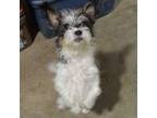 Adopt Molly a Yorkshire Terrier, Shih Tzu