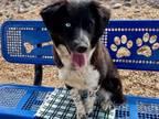 Adopt CHICA a Australian Cattle Dog / Blue Heeler, Mixed Breed