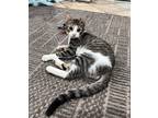 Adopt Badr a Spotted Tabby/Leopard Spotted Egyptian Mau cat in Manchester