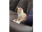 Adopt Opie a Orange or Red Tabby Domestic Shorthair (short coat) cat in