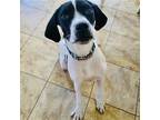 Adopt Austin a Black - with White Coonhound / Beagle / Mixed dog in New Oxford