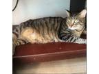 Adopt June a Brown Tabby Domestic Shorthair / Mixed (short coat) cat in Los