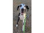 Adopt Duke a Great Dane / Mixed dog in Bullard, TX (38586664)