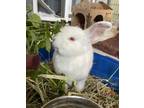 Adopt Notorious B.U.N a American / Mixed rabbit in Salmon Arm, BC (38506101)