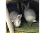 Adopt Winter a Bunny Rabbit