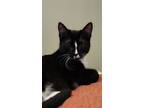 Adopt Purex a Black (Mostly) Domestic Shorthair / Mixed (short coat) cat in