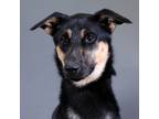 Adopt Journi a Labrador Retriever / German Shepherd Dog / Mixed dog in Houston