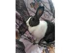 Adopt Lola a Grey/Silver Dutch / Mixed (short coat) rabbit in Fairfield