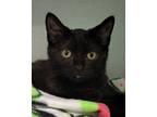 Adopt Mustang a All Black Domestic Shorthair (short coat) cat in Grayslake