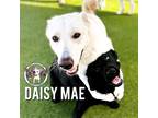 Adopt Daisy Mae a White German Shepherd Dog dog in Provo, UT (38497808)