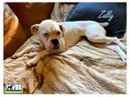 Adopt Zully a White Boxer / Mixed dog in Woodinville, WA (38528278)