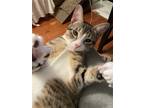 Adopt Stowe a Brown Tabby Domestic Shorthair / Mixed cat in Phillipsburg