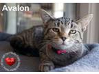 Adopt Avalon a Domestic Short Hair