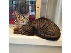 Adopt Ursula a Domestic Short Hair